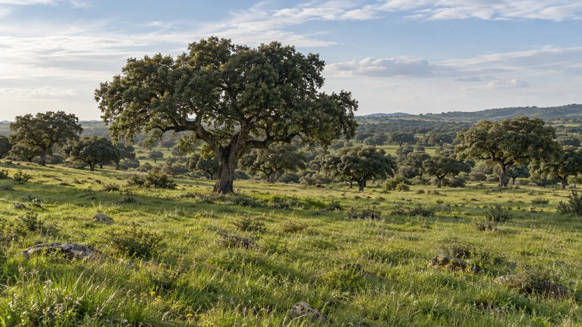 Dehesa extremeña con una encina centenaria al atardecer.